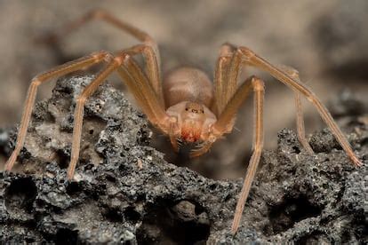 La aciaga mordedura de la araña violinista, la más。